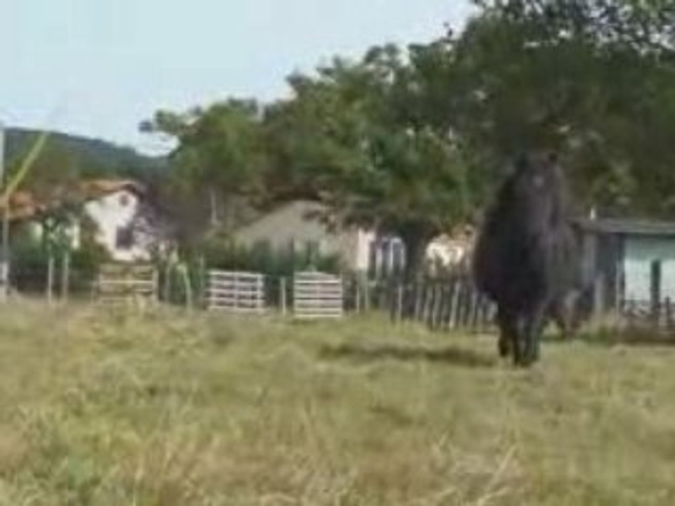 Poneys septembre 2008.