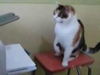 Fat Cat Shows Printer Who's Boss