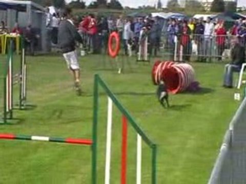 Agility belgique vidéooo (5)