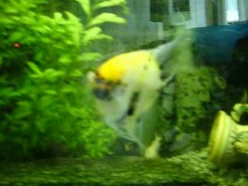 aquarium