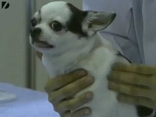 Stressed-Out Dog Massage