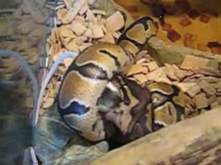 Germaine en train de manger