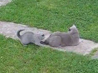 Seagull vs Achille - Round 1