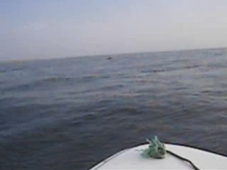 Dauphins d'Iroise 2008