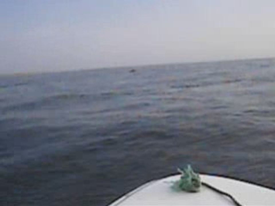 Dauphins d'Iroise 2008