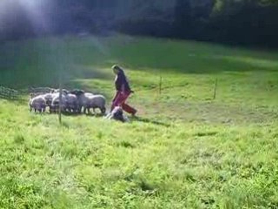 journée troupeau du 28/09/2008 Gavroche au cercle