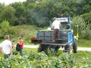 Vendanges 2008