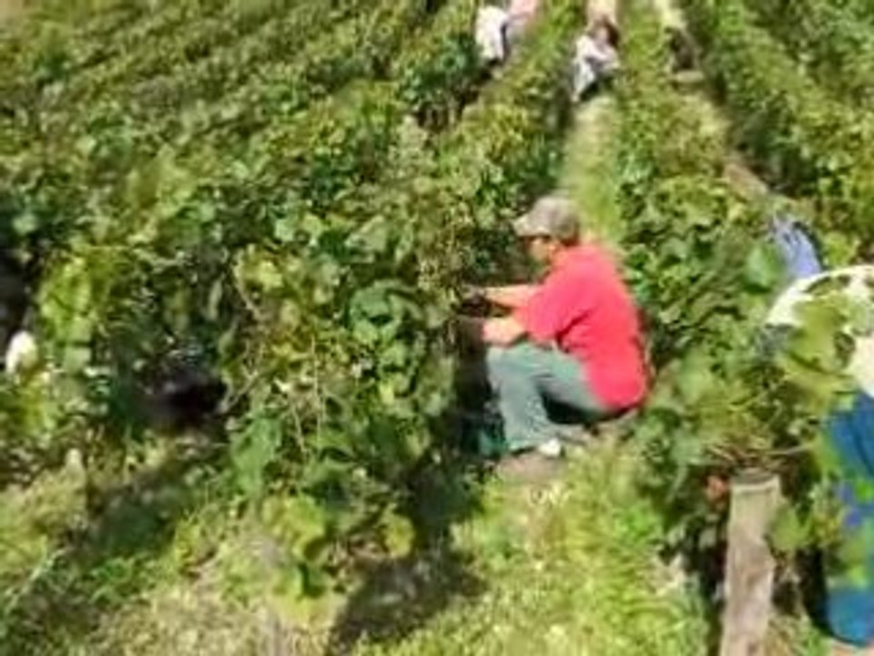 Vendanges 2008