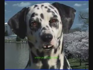 Puppy Training Talking Dog Video