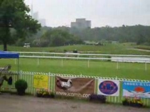 Divina Stela Ranch (élevage chevaux miniatures).