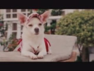 That's one spoiled puppy