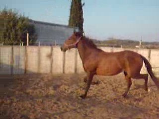 Lusitanien à vendre : Jument