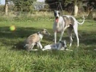 Les chiots de Blue Moon et Boy avant leur départ 1