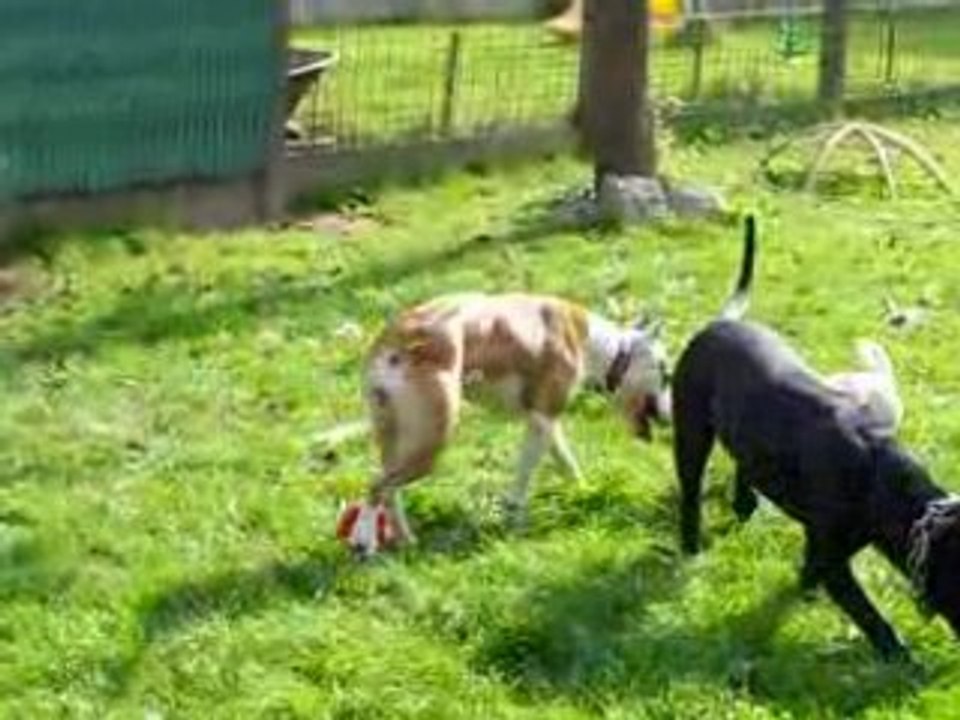 moi et mes chiens