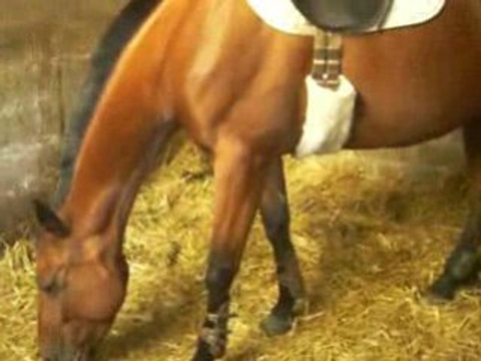 Philou attend de partir en ballade