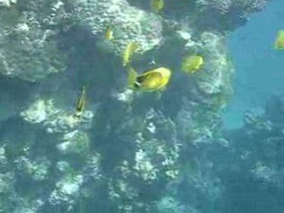poisson papillon