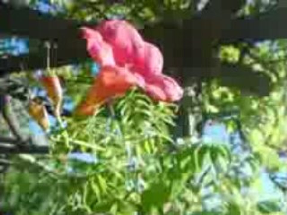 280908mov