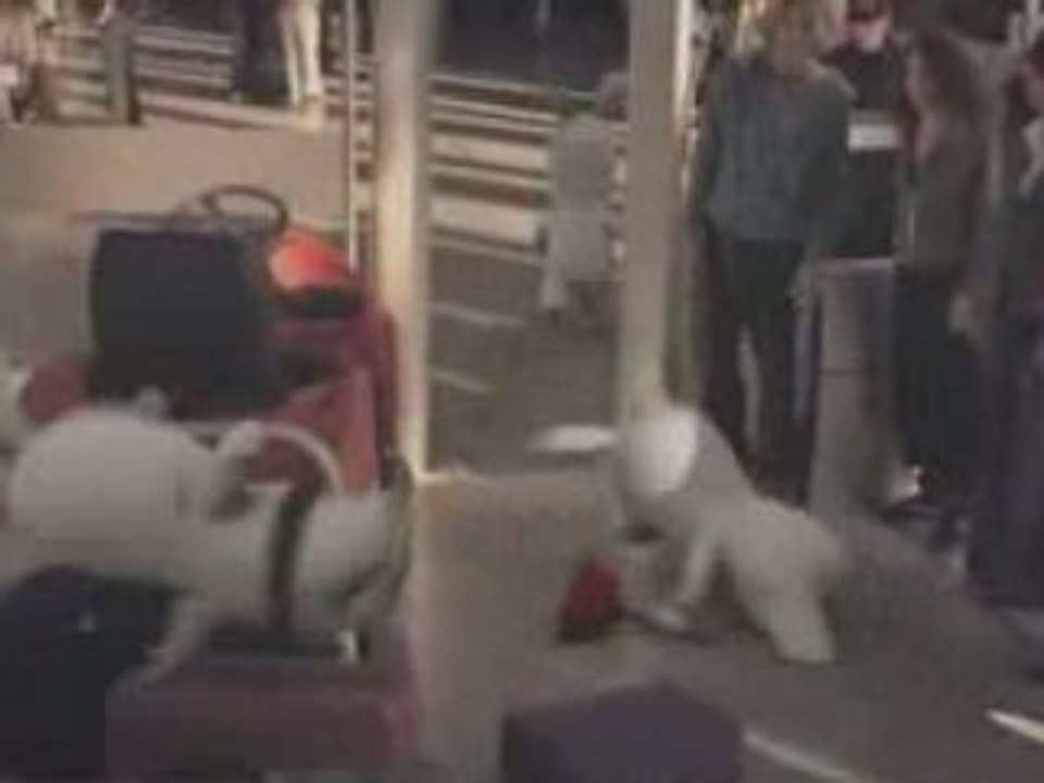 Lapins cretins a l'aéroport