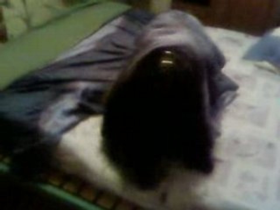 Cookie fait le lit