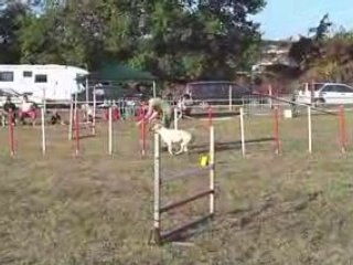 280908 Jumping St Juery Woofie