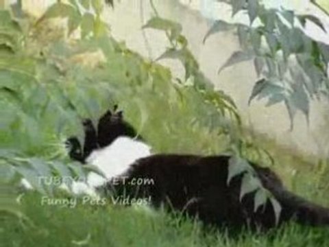 Penny e Gino i miei gatti