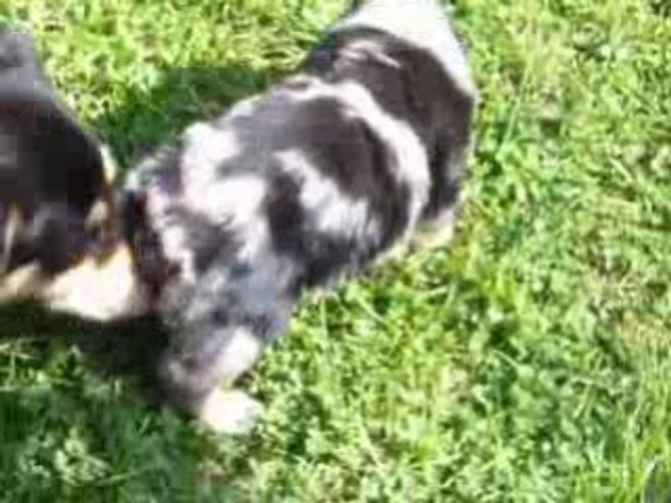Chiots le 25 09 08
