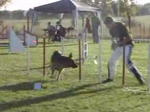 Agility (G.P.F. et Jumping Dieuze 2008 catégorie C)