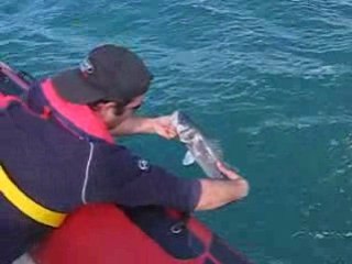 Remise à l'eau d'un 55cm