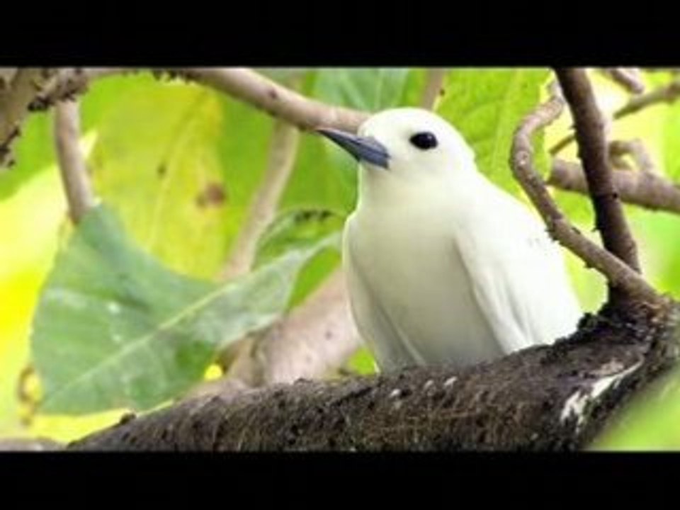 Nature sur www.tahiti.tv