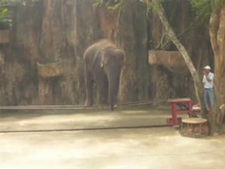Elephant
