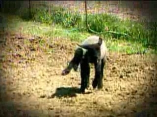 Weird True & Freaky - Sundays @ 8PM E/T on Animal Planet!