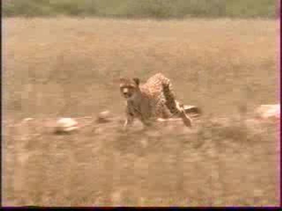 Charal-Le Grand carnivore