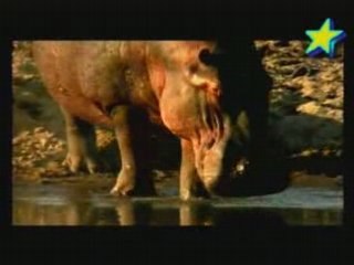 L'enfer des hippopotames 2/3