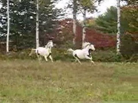 Pitou et mon nouveau cheval pas de nom lol