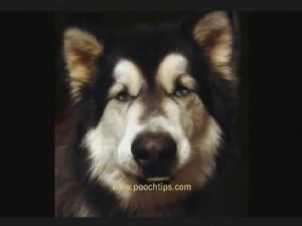 Wow Fantastic Clicker Training From Talking Dog