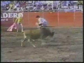 taureau et rodeo !