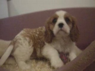 Dream Lover, chiot cavalier king charles