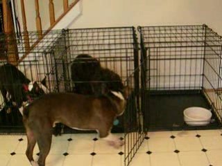 prison break version canine