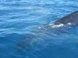 Baleines australiennes