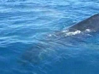 Baleines australiennes
