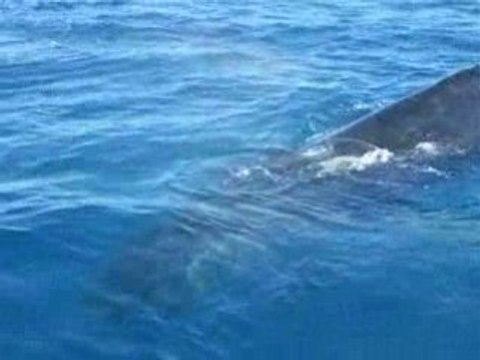 Baleines australiennes