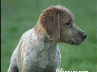 L'Epagneul Breton présenté pour tele-animaux.com
