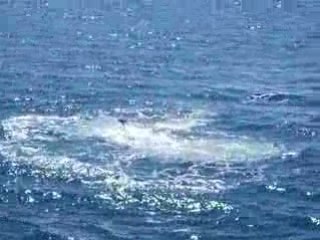 Baleines australiennes 2