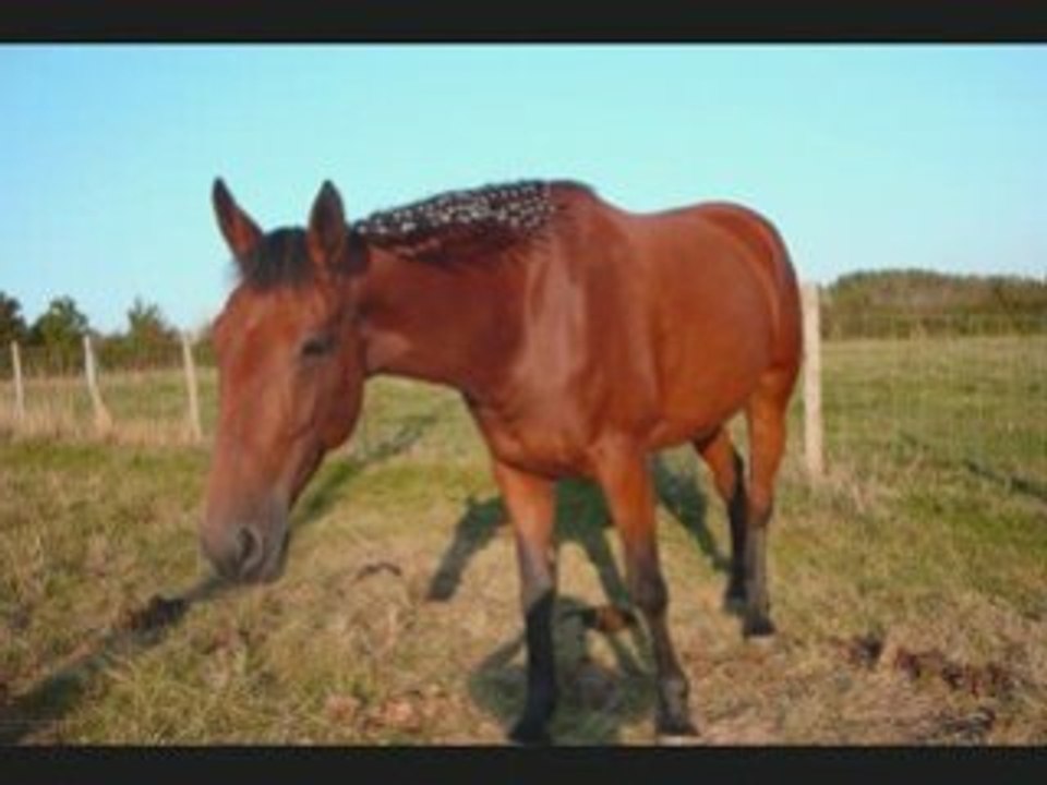 Paola ma 4eme jument