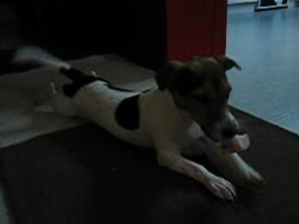 Daïa et le sabot de veau...