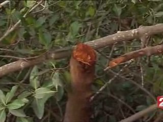 Restauration de la mangrove au Sénégal