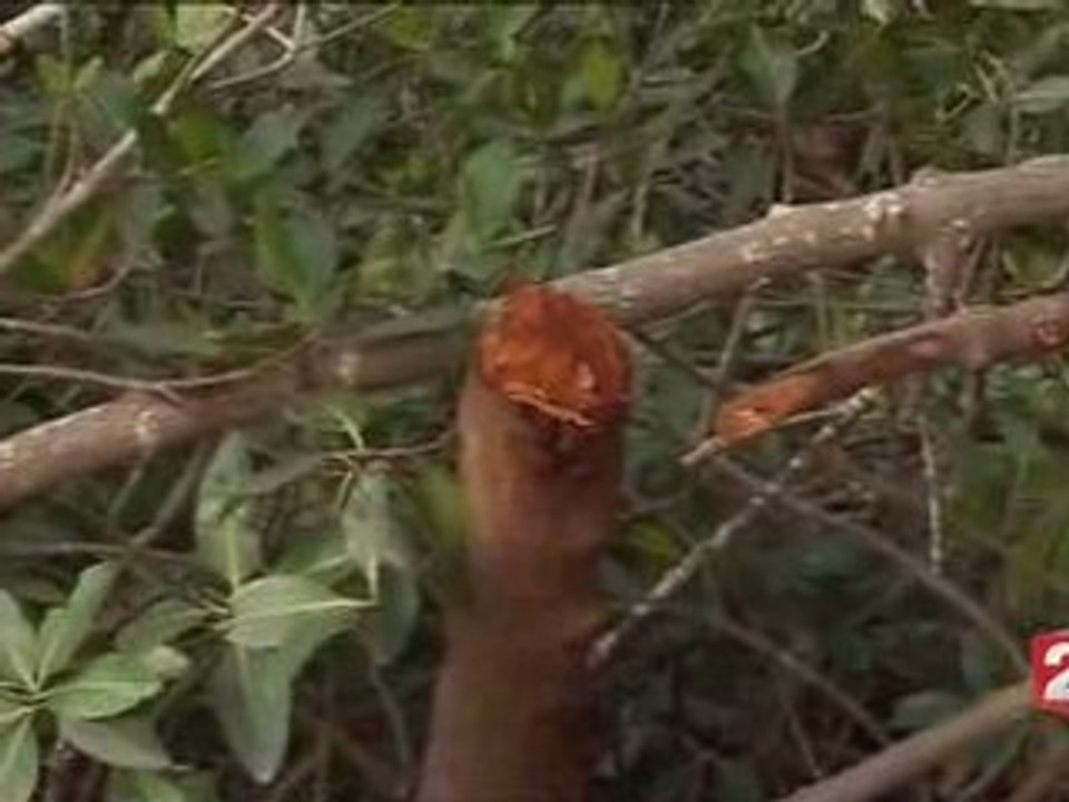 Restauration de la mangrove au Sénégal