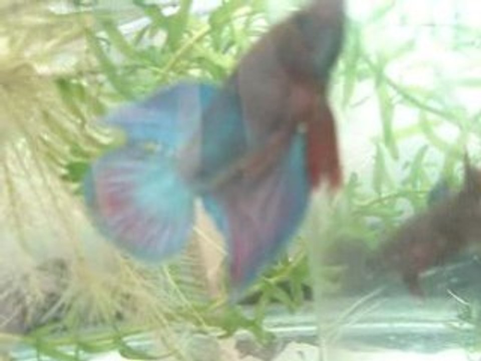 betta splendens poisson parad
