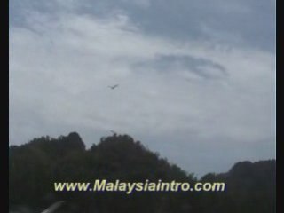 Langkawi Eagle Feeding , Kedah , Malaysia