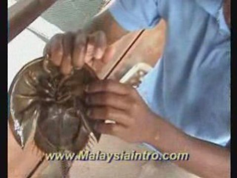 Langkawi Fish Farm Horseshoe Crab , Kedah , Malaysia